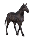 aze cheval noir black - Бесплатный анимированный гифка