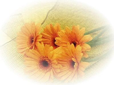 fleur jaune. - Free PNG