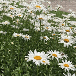 Flowers white bp - Darmowy animowany GIF