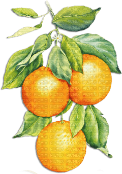 soave deco  summer fruit citrus  branch orange - zadarmo png