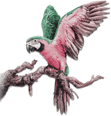 soave deco summer bird tropical parrot pink green - png gratis