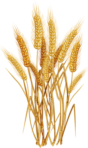 Wheat.Blé.Trigo.Plante.Victoriabea - Free PNG