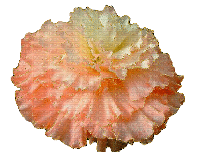 patymirabelle fleurs - Nemokamas animacinis gif