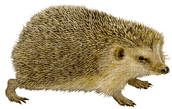 Kaz_Creations Hedgehog - zadarmo png