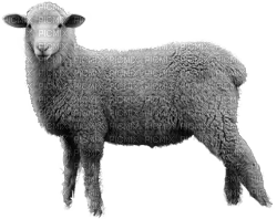 Kaz_Creations Sheep - ilmainen png