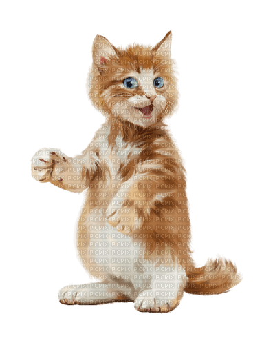 Kaz_Creations Cat - PNG gratuit