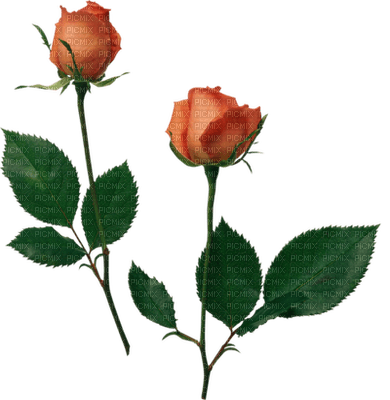 Róża - bezmaksas png