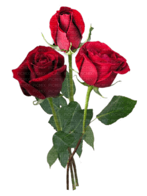 rose rouge.Cheyenne63 - png gratis