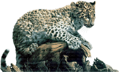 leopardo - png gratuito