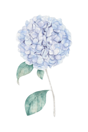 hortensia Bb2 - Free PNG