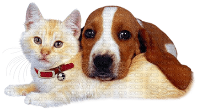 Kaz_Creations Dogs Dog Pup 🐶Cats Cat Kitten - zdarma png