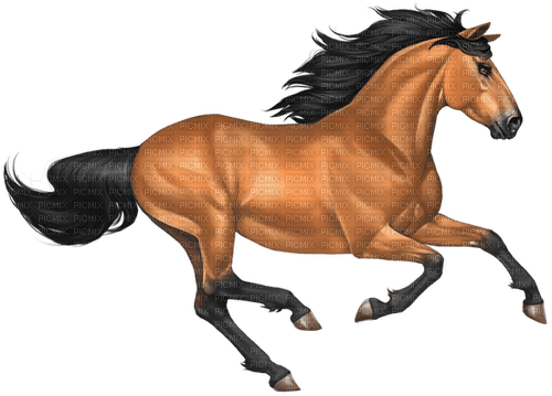 Pferd - 無料png