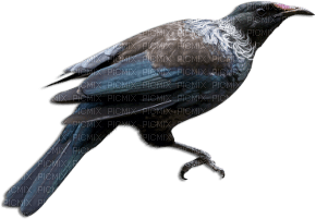 soave deco gothic bird blue brown - gratis png