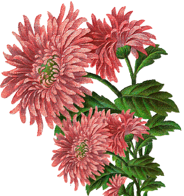 chrysanthemums - Zdarma animovaný GIF