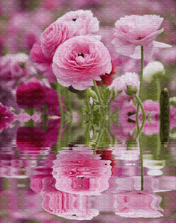 Background Pink Flowers - GIF animé gratuit