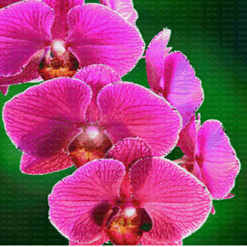 orchidee milla1959 - Zdarma animovaný GIF