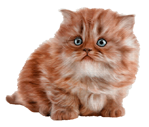 cat by nataliplus - Animovaný GIF zadarmo