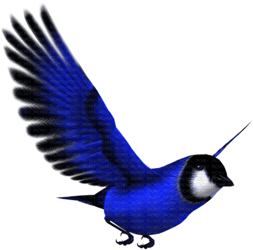 vogel bird blau blue - gratis png