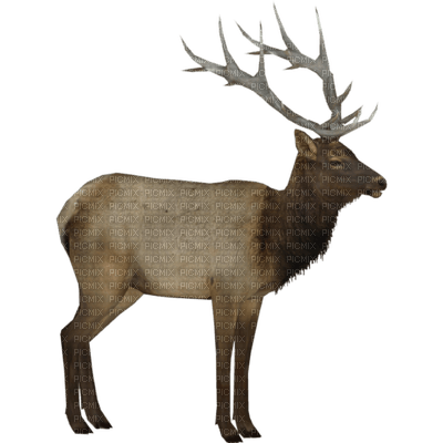 chantalmi cerf deer - бесплатно png