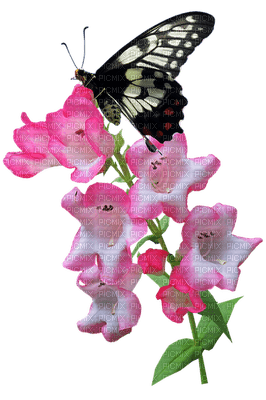 butterfly, perhonen - ingyenes png
