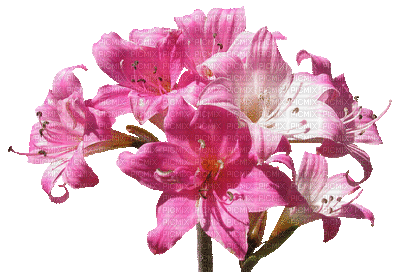 kukka, fleur, flower - 無料のアニメーション GIF