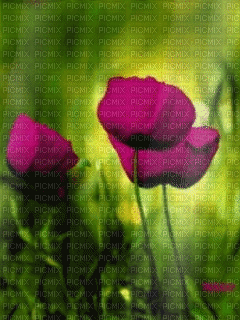 Background Flowers - GIF animasi gratis