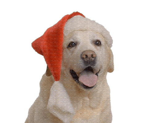 Christmas.Dog.Chien.Noël.Victoriabea - Gratis animeret GIF