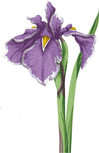 Iris  Bb2 - nemokama png