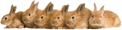 Kaz_Creations Animals Rabbit Hare - ilmainen png