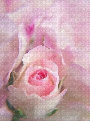 rose de lumiere - png gratis