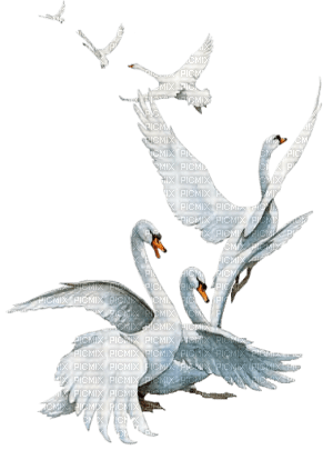 cisnes  blancos   dubravka4 - безплатен png