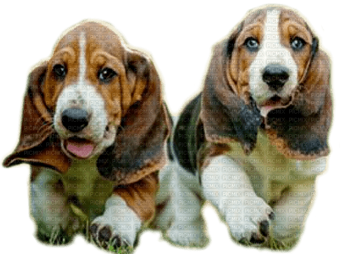 dogs  by nataliplus - kostenlos png