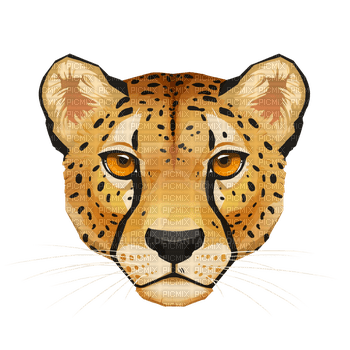 cheetah bp - ingyenes png