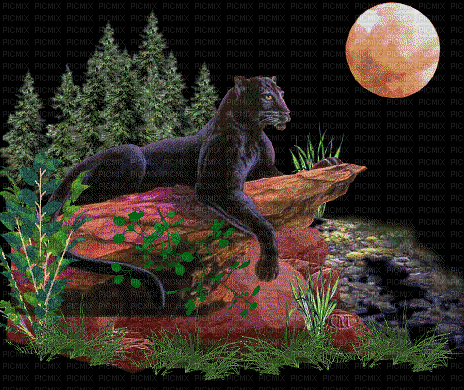 Schwarzer Panther - GIF animasi gratis