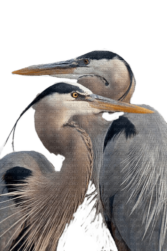 Vögel, Kranichpaar, Birds - kostenlos png