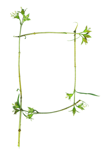 Frame Plante Vert:) - Free PNG