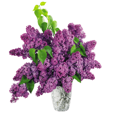 violeta - png gratuito