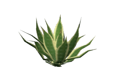 succulent plants bp - zdarma png