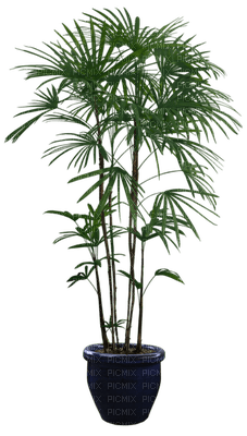 plantes - zdarma png