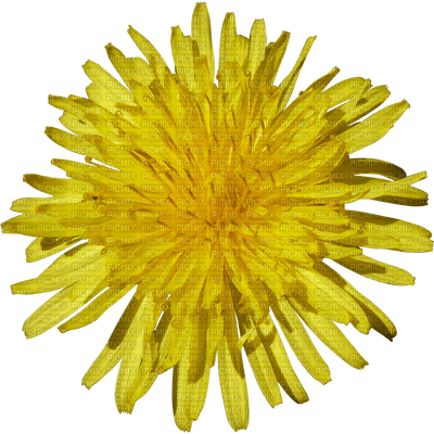 Kaz_Creations Deco Flowers Dandelion Flower - darmowe png