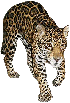 Leopard - GIF animasi gratis