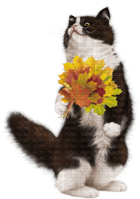 patricia87 automne - Free PNG
