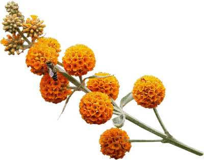 fleur orange.Cheyenne63 - 免费PNG