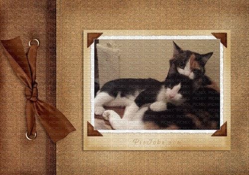 Katzen meine 2,Braunie und Bruno - nemokama png