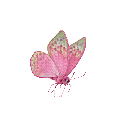 Pink Butterfly - GIF animate gratis