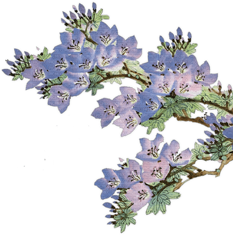 spring flowers blossom - PNG gratuit