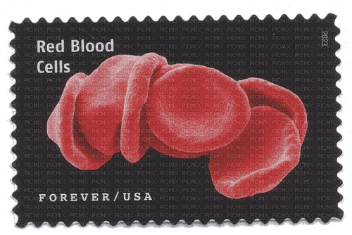 red blood cells - kostenlos png