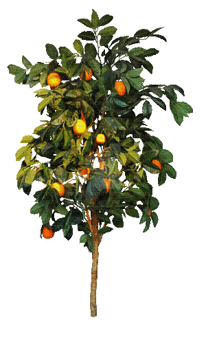 Árbol de naranjas - GIF เคลื่อนไหวฟรี