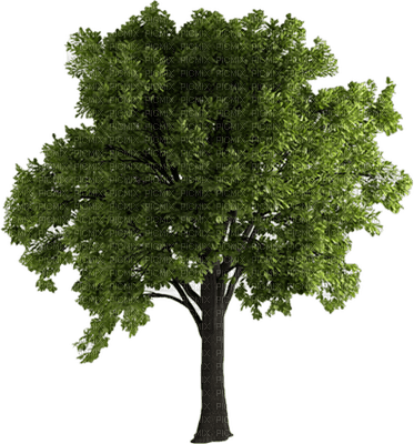 trees bp - png gratuito
