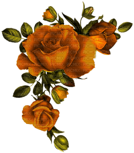 flower-rose-orange - Free PNG